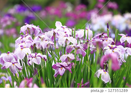 堀切菖蒲園　色とりどりの花菖蒲　　　　 127351289