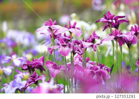 堀切菖蒲園 色とりどりの花菖蒲 堀切菖蒲園 色とりどりの花菖蒲 127351291