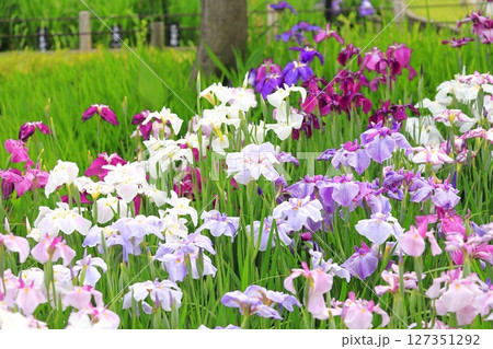 堀切菖蒲園 色とりどりの花菖蒲 堀切菖蒲園 色とりどりの花菖蒲 127351292