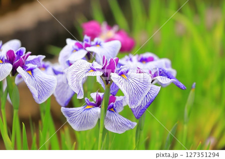 堀切菖蒲園 色とりどりの花菖蒲     堀切菖蒲園 色とりどりの花菖蒲     127351294