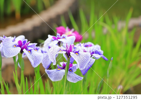 堀切菖蒲園 色とりどりの花菖蒲 堀切菖蒲園 色とりどりの花菖蒲 127351295