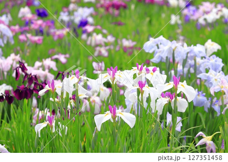 堀切菖蒲園 白い日月(じつげつ)と色とりどりの花菖蒲 堀切菖蒲園 白い日月(じつげつ)と色とりどりの花菖蒲 127351458