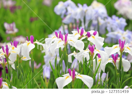 堀切菖蒲園　白い日月（じつげつ）と色とりどりの花菖蒲　 127351459