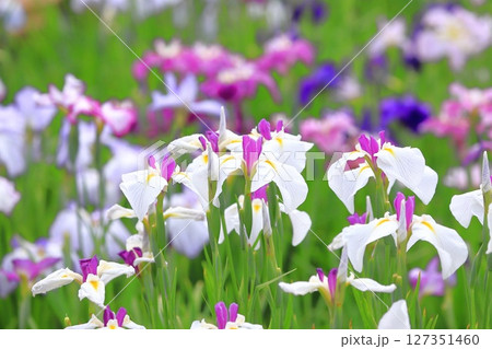堀切菖蒲園　白い日月（じつげつ）と色とりどりの花菖蒲　 127351460