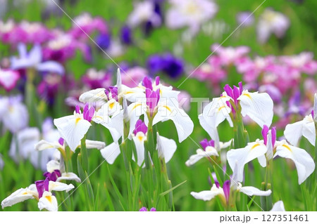 堀切菖蒲園　白い日月（じつげつ）と色とりどりの花菖蒲　 127351461