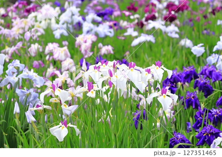 堀切菖蒲園 白い日月(じつげつ)と色とりどりの花菖蒲 堀切菖蒲園 白い日月(じつげつ)と色とりどりの花菖蒲 127351465