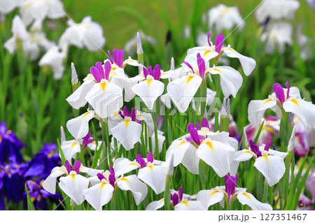 堀切菖蒲園 白い日月(じつげつ)と色とりどりの花菖蒲 堀切菖蒲園 白い日月(じつげつ)と色とりどりの花菖蒲 127351467
