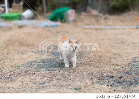 歩く猫　　茶白猫 127351474