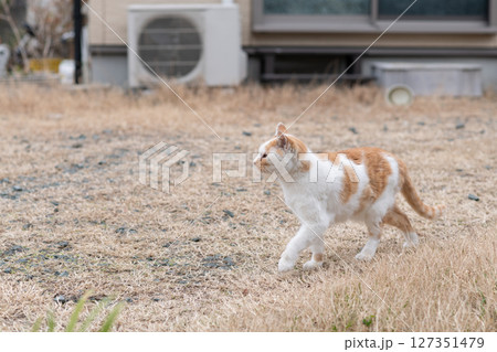 歩く猫　　茶白猫 127351479