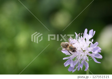 マツムシソウの蜜を吸うミツバチ 127351515