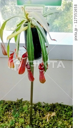 筑波実験植物園のペネンテス・アルボマルギナタ 127351658