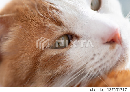 眠そうな表情の可愛い猫　茶トラ白 127351717