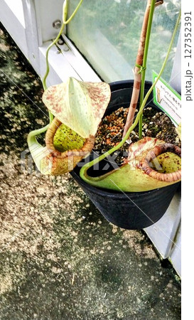 筑波実験植物園のネペンテス 筑波実験植物園のネペンテス 127352391
