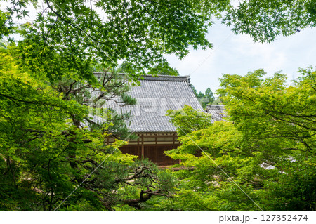 青もみじの百済寺・本坊喜見院 青もみじの百済寺・本坊喜見院 127352474