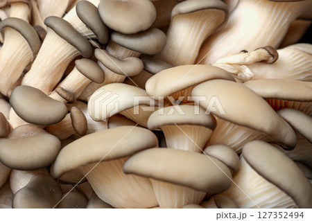 Fresh oyster mushrooms close-up showing natural texture and organic shapes. Soft beige caps and gills form rich, edible background. Concept of healthy food, foraging, vegan cooking, bio texture Fresh oyster mushrooms close-up showing natural texture and organic shapes. Soft beige caps and gills form rich, edible background. Concept of healthy food, foraging, vegan cooking, bio texture 127352494