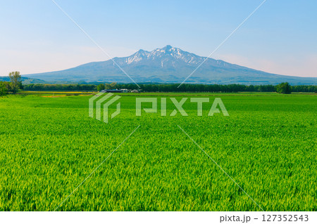 北海道の麦畑と斜里岳 127352543