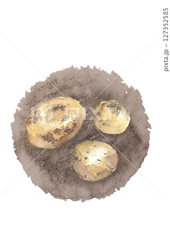 水彩で描いた収穫したばかりのジャガイモのイラスト【手描き】白バック 切り抜き用 コピースペースあり 127352585