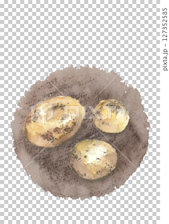 水彩で描いた収穫したばかりのジャガイモのイラスト【手描き】白バック 切り抜き用 コピースペースあり 127352585