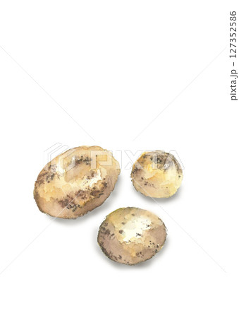 水彩で描いた収穫したばかりのジャガイモのイラスト【手描き】白バック 切り抜き用 コピースペースあり 127352586