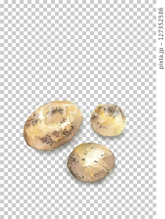 水彩で描いた収穫したばかりのジャガイモのイラスト【手描き】白バック 切り抜き用 コピースペースあり 127352586