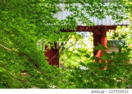 百済寺の青もみじ 127352611