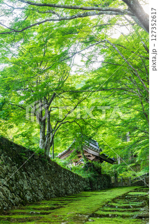青もみじに包まれた百済寺の表参道 127352617