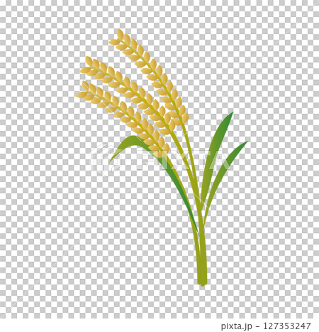 Illustration of rice 127353247
