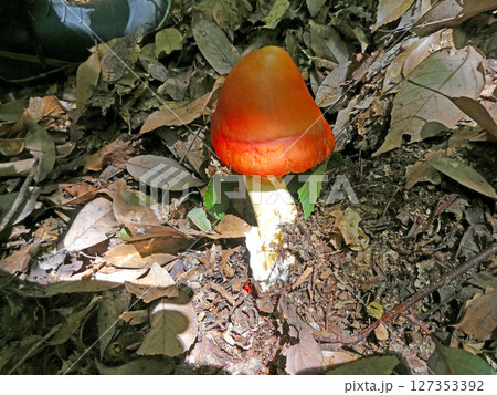 傘が鮮やかな赤い色をしたタマゴタケの幼菌の写真 127353392