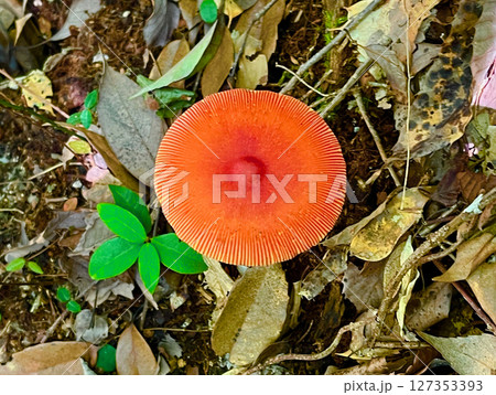 傘が鮮やかな赤い色をしたタマゴタケの成菌の写真 傘が鮮やかな赤い色をしたタマゴタケの成菌の写真 127353393