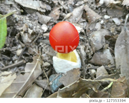 鮮やかな赤い色をした卵のカタチをしたタマゴタケの幼菌の写真 鮮やかな赤い色をした卵のカタチをしたタマゴタケの幼菌の写真 127353394