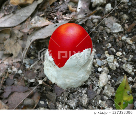 鮮やかな赤い色をした卵のカタチをしたタマゴタケの幼菌の写真 127353396