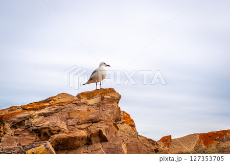 Close-up of a seagull on a rock at Stokes Bay Beach, Australia 127353705