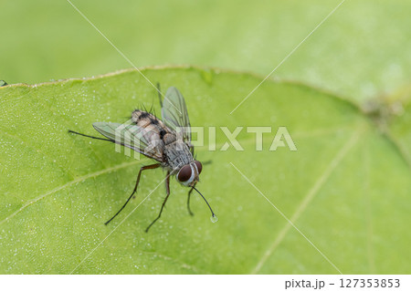 クチナガハリバエ 127353853