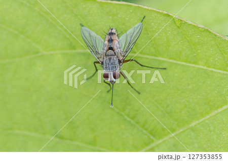 クチナガハリバエ クチナガハリバエ 127353855
