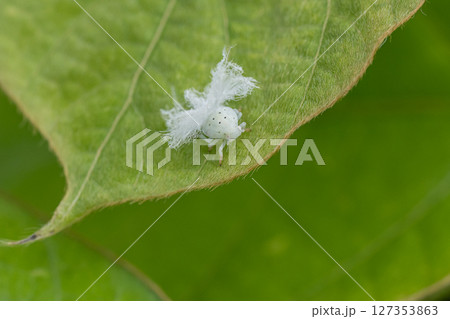 オオシラホシハゴロモ幼虫 127353863