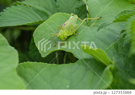 ヤブキリ ヤブキリ 127353866