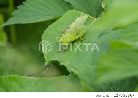 ヤブキリ ヤブキリ 127353867