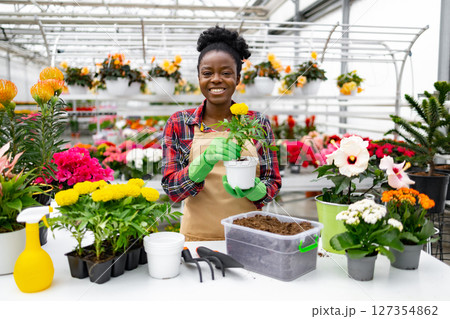 Smiling florist replanting flowers in a greenhouse, surrounded by a variety of colorful blooms and gardening tools. Smiling florist replanting flowers in a greenhouse, surrounded by a variety of colorful blooms and gardening tools. 127354862