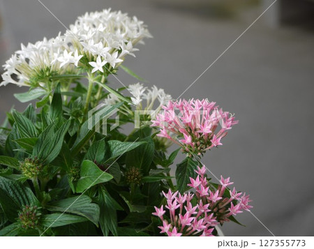 ペンタスの花 127355773