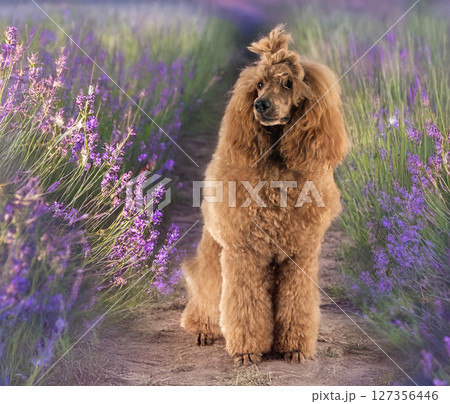 standard poodle in nature standard poodle in nature 127356446