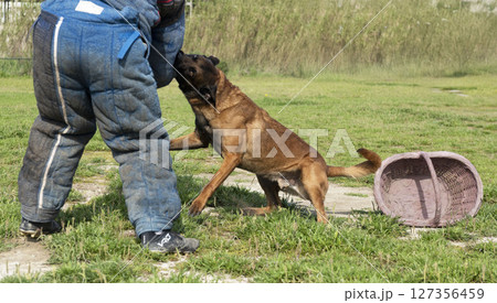 training of belgian shepherd 127356459