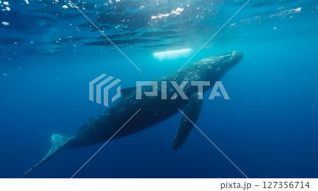 Majestic gray whale swimming gracefully in clear ocean waters during a sunny day 127356714