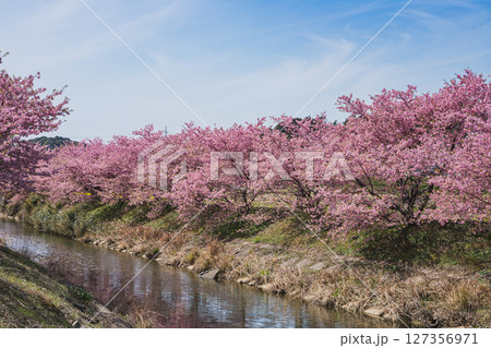 浜松市の東大山の河津桜の風景(静岡県) 浜松市の東大山の河津桜の風景(静岡県) 127356971