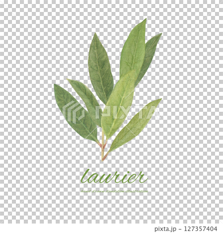 Watercolor bay leaf cartoon Watercolor bay leaf cartoon 127357404