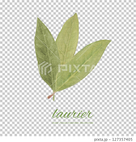 Watercolor bay leaf cartoon 127357405