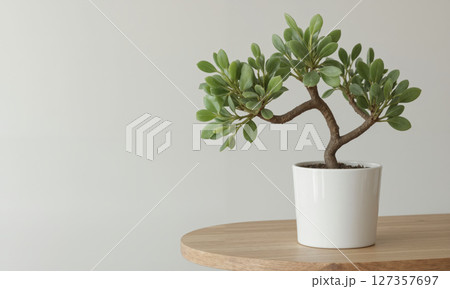Jade Plant (Crassula ovata) Succulent with thick, oval leaves and a tree-like appearance. Typically grown in small to medium-sized ceramic 127357697