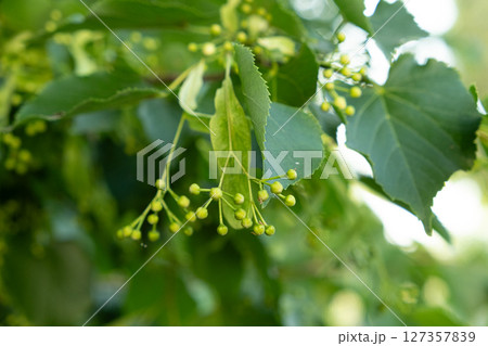 Linden Tree Fruits Ripe Nuts on a Branch Tree 127357839
