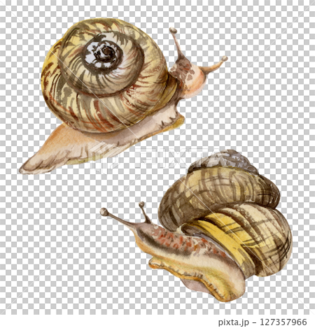 Snail shelled gastropod mollusc slug, slow moving animal. Single element isolated illustration hand drawn in watercolor. Nature educational posters, gardening guides calendars, cards labels print art Snail shelled gastropod mollusc slug, slow moving animal. Single element isolated illustration hand drawn in watercolor. Nature educational posters, gardening guides calendars, cards labels print art 127357966