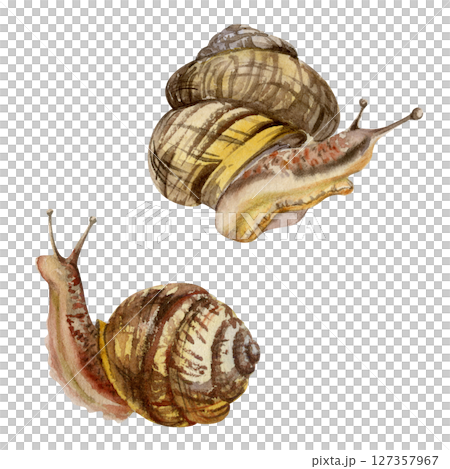 Snail shelled gastropod mollusc slug, slow moving animal. Single element isolated illustration hand drawn in watercolor. Nature educational posters cards, gardening calendars guides, aquarium shops 127357967