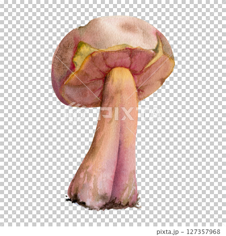 Bolete cep porcino suillus mushroom fungus, autumn forest harvest, edible raw ingredient for vegan cooking. Single element hand drawn in watercolor. Seasonal menu recipe books, apothecary labels 127357968